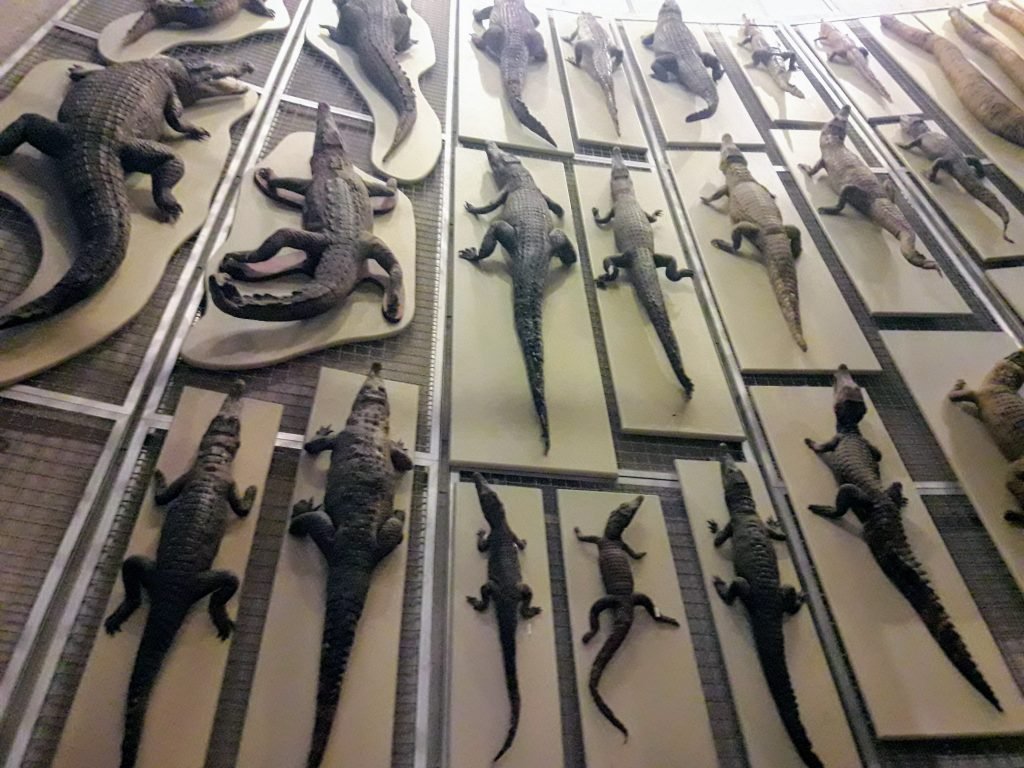 museu ciencias naturais madrid crocodilos