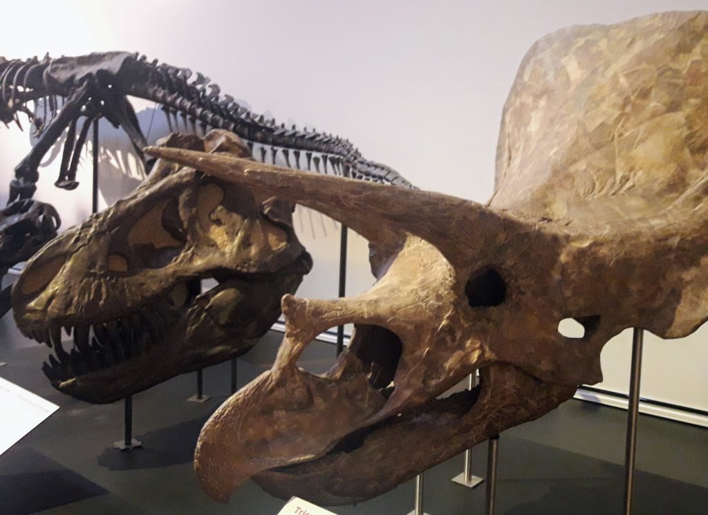 museu ciencias naturais madrid dinossauros