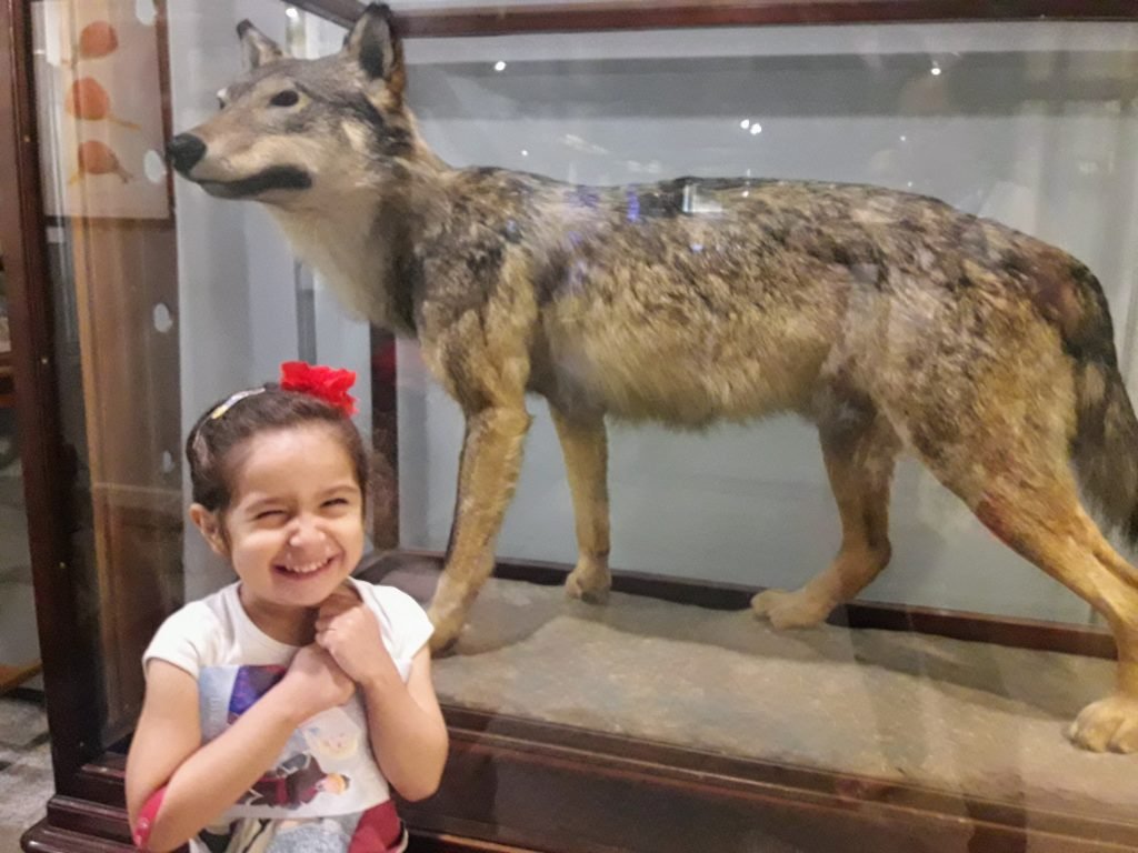 museu ciencias naturais madrid lobo
