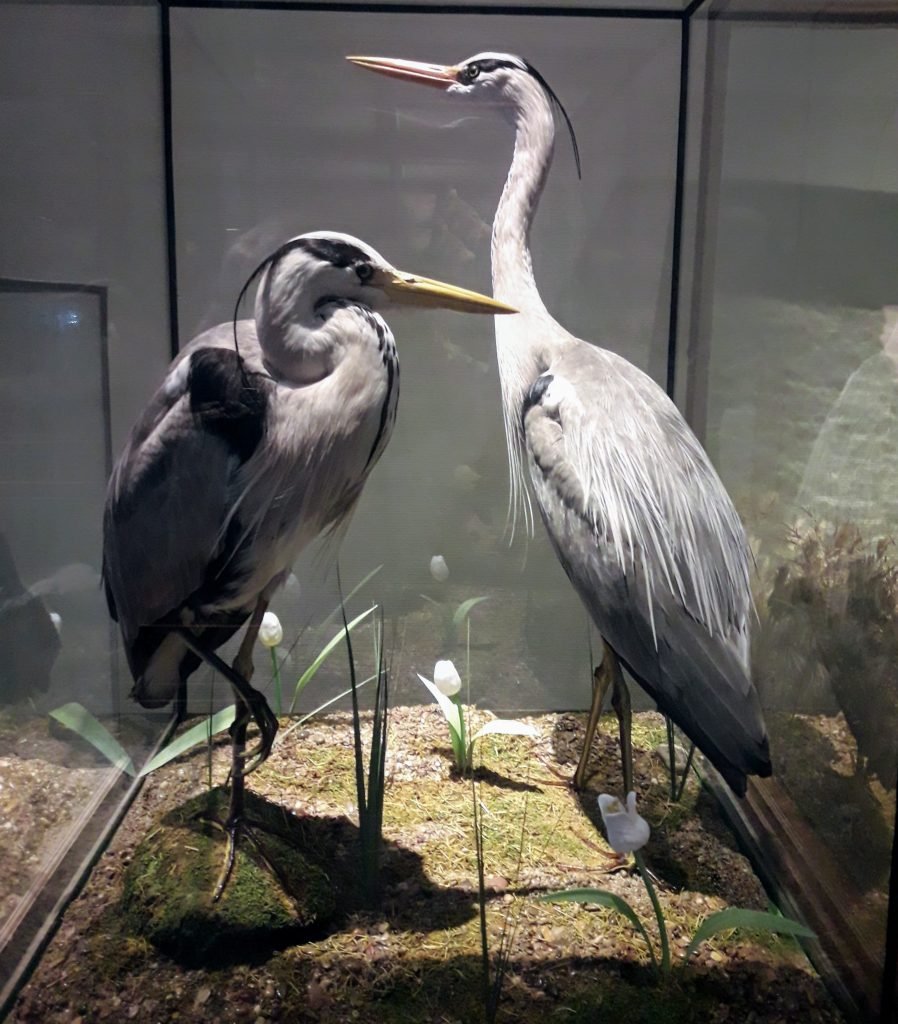 museu ciencias naturais madrid aves