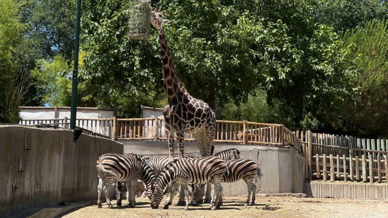 zoologico zebras